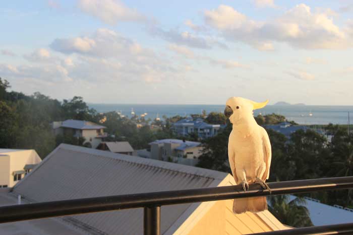 whitsundays-airlie-cockatoo